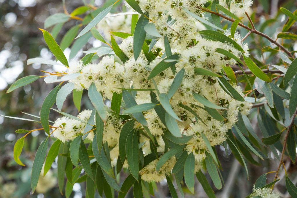 Manfaat Tanaman Eucalyptus